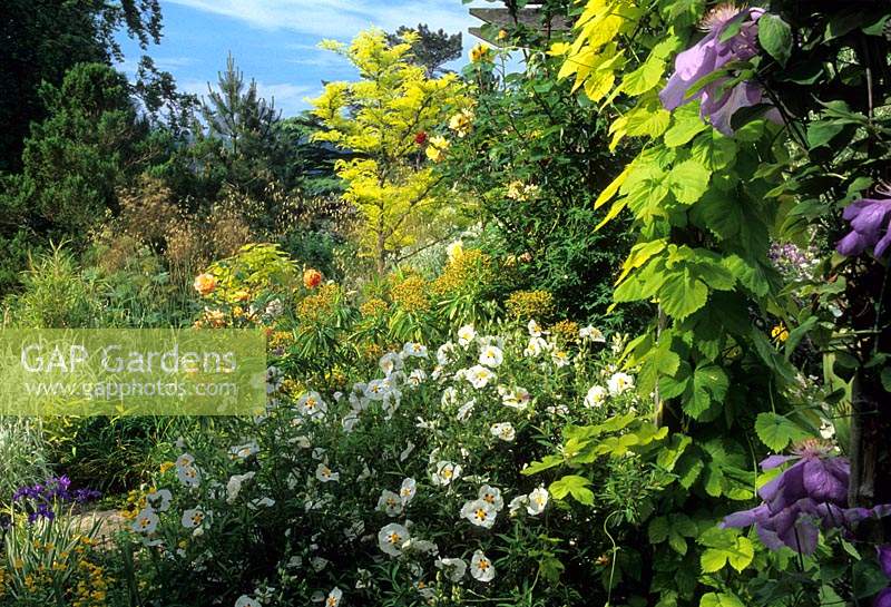 Brownshill Gloucestershire design Pamela Woods very sloping terraced garden Cistus decumbens Humulus lupulus Aureus Clematis