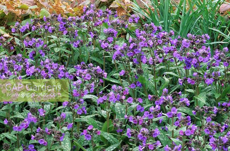 lungwort Pulmonaria longifolia