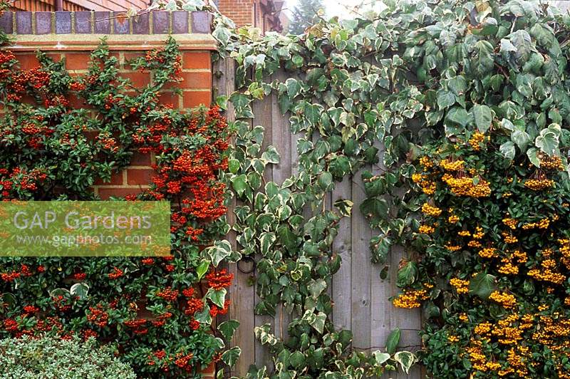 Firethorn Pyracanthas Mohave and Orange Glow trained against brick wall either side of wooden gated covered in variegated ivy