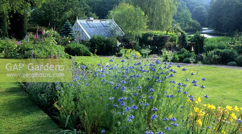 Vale End Surrey love in a mist Nigella damascena