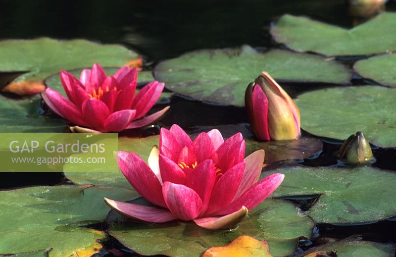 waterlily Nymphaea Laydekeri Rosea Prolifera