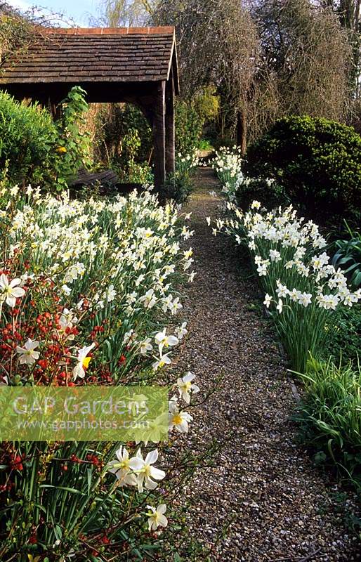 Rymans Sussex garden in Spring with gravel path lined with Narcissus Covered seat