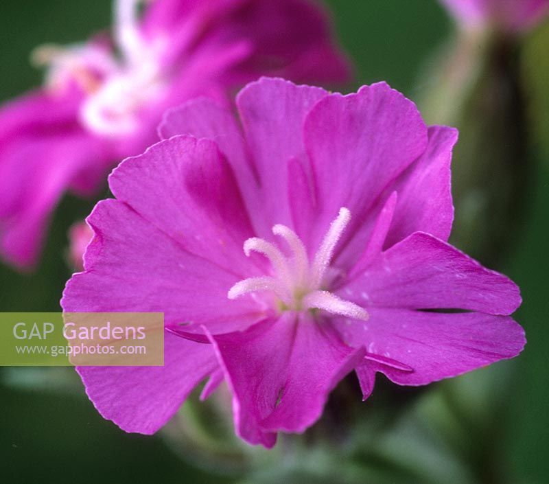 Red Campion syn Pink Campion Silene dioica