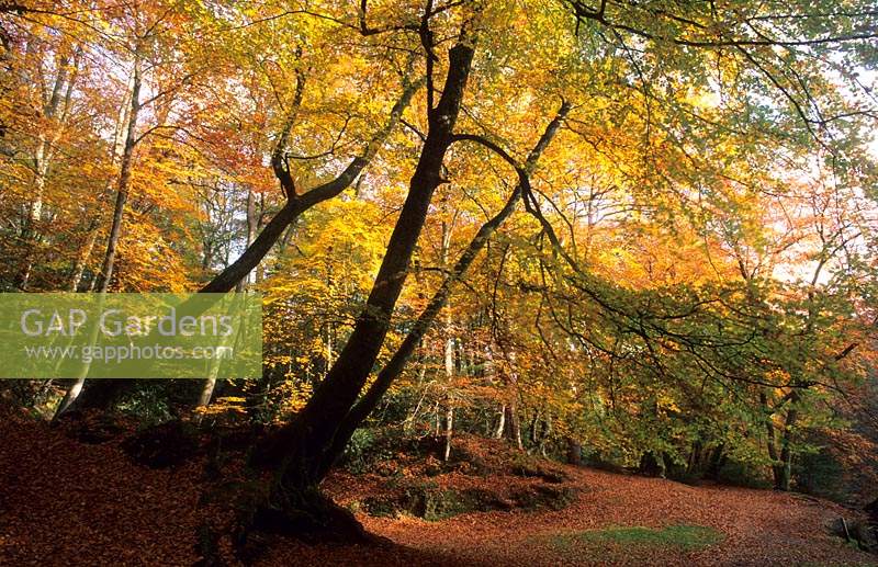 Waggoner's Wells Surrey beech woodland Fagus sylvatica