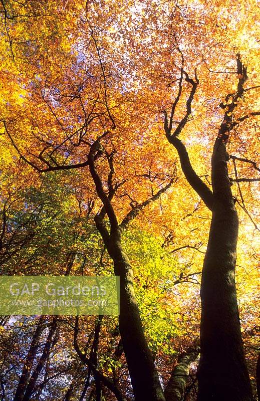 Waggoner s Wells Surrey beech woodland canopy Fagus sylvatica