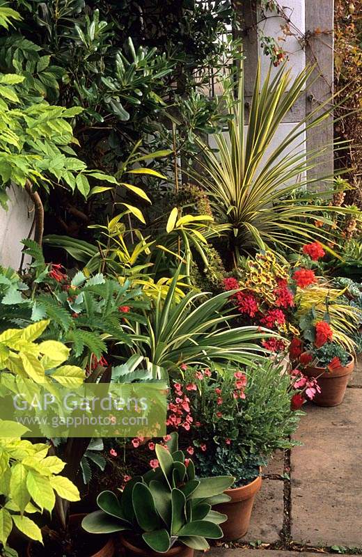Eastgrove Cottage garden Worcestershire tender exotics Cordyline Eucomis Echiveria and Hakonochloa in containers by front door