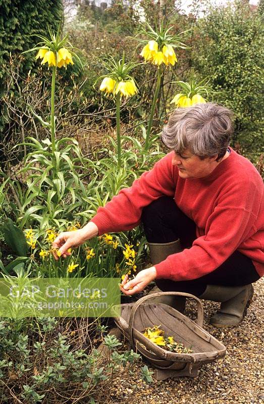 dead heading daffodil flower heads deadheading dead-heading