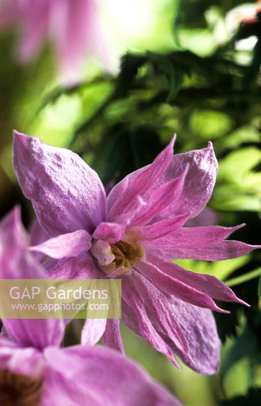 Clematis macropetala Markam's Pink