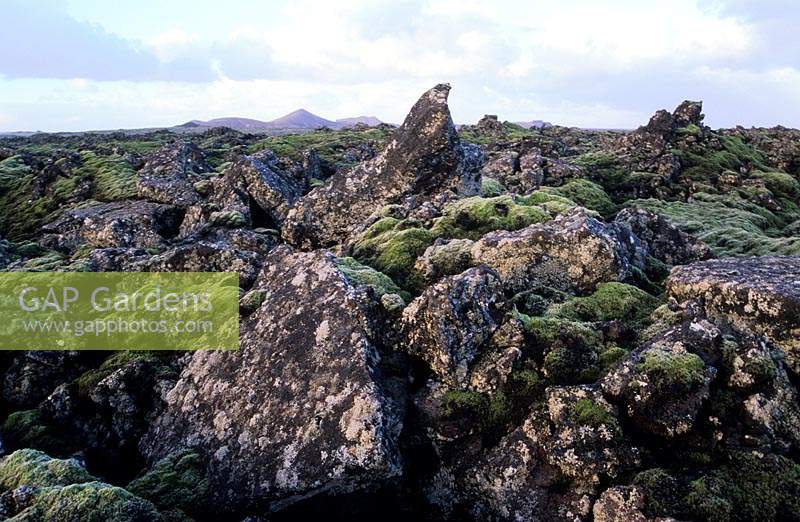 Iceland Lava fields with moss and lichen near Blue Lagoon spa winter