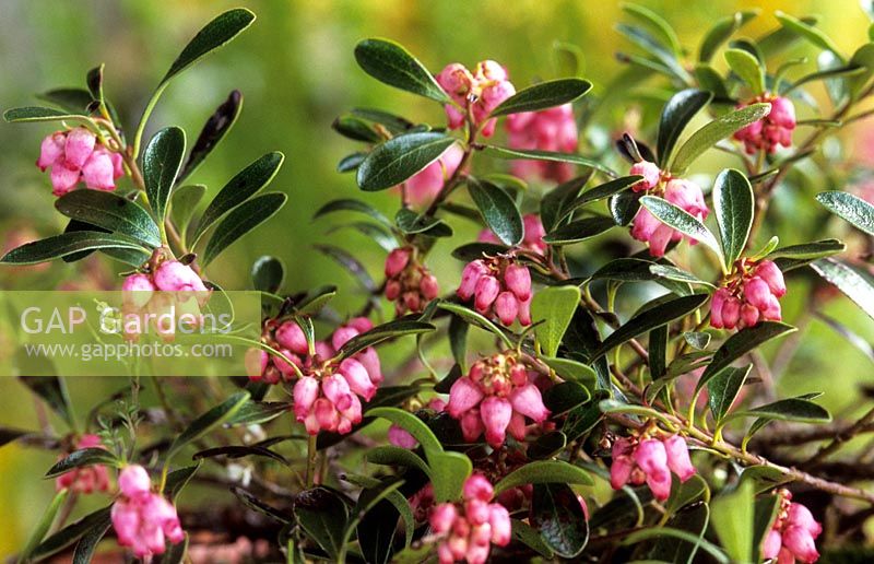 Lingonberry Vaccinium vitis idaea Vancouver Jade