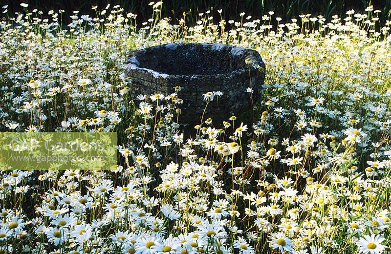 Wollerton Old Hall Shropshire the font garden Shasta daisy Leucanthemum x superbum