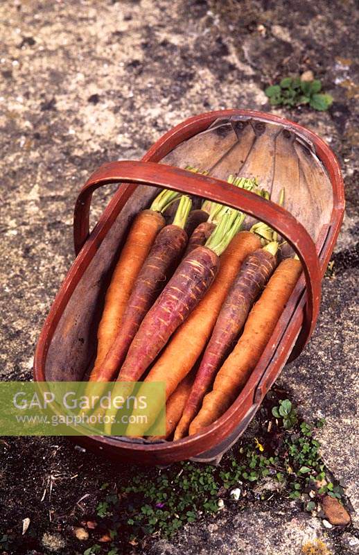 trug of freshly pulled carrot Old Amsterdam multi coloured variety