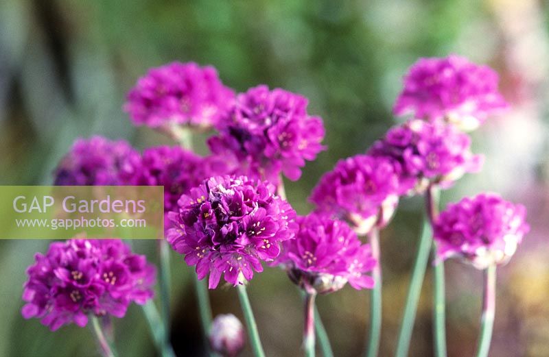 thrift Armeria maritima Pride of Dusseldorf