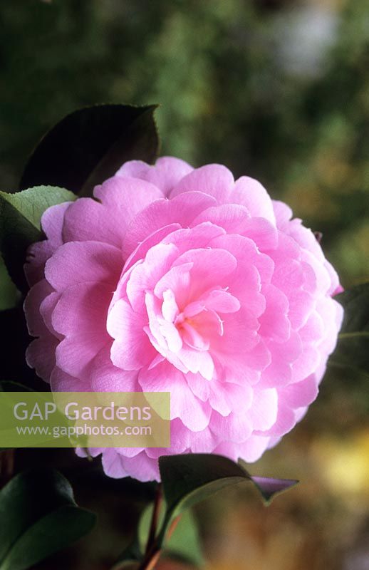 Camellia x williamsii E G Waterhouse