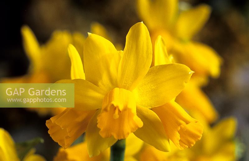 daffodil Narcissus Jumblie