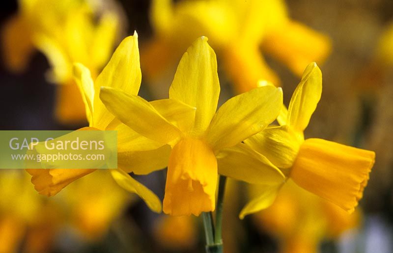 daffodil Narcissus Jumblie mothers day yellow flower