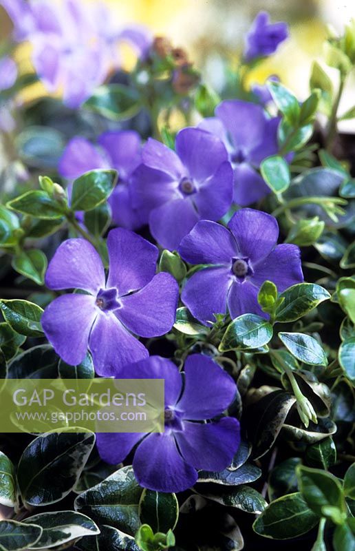 Vinca minor Ralf Sugart variegated lesser periwinkle purple flower flowers