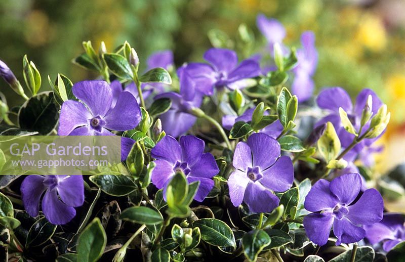 Vinca minor Ralf Sugart variegated lesser periwinkle purple flowers flower