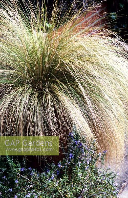 Stipa arundinacea syn Anemanthele lessoniana in container