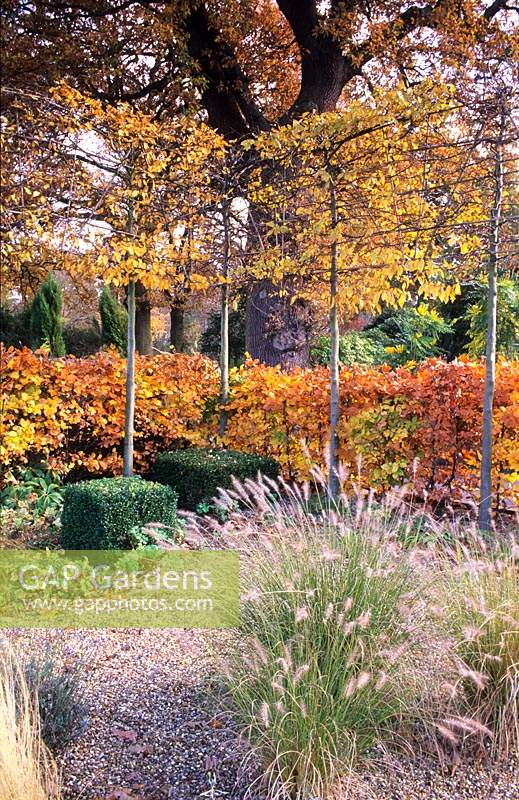 beech hedge autumn foliage in small family garden pleached lime trees gravel area Fagus sylvatica Tilia cordata Pennisetum