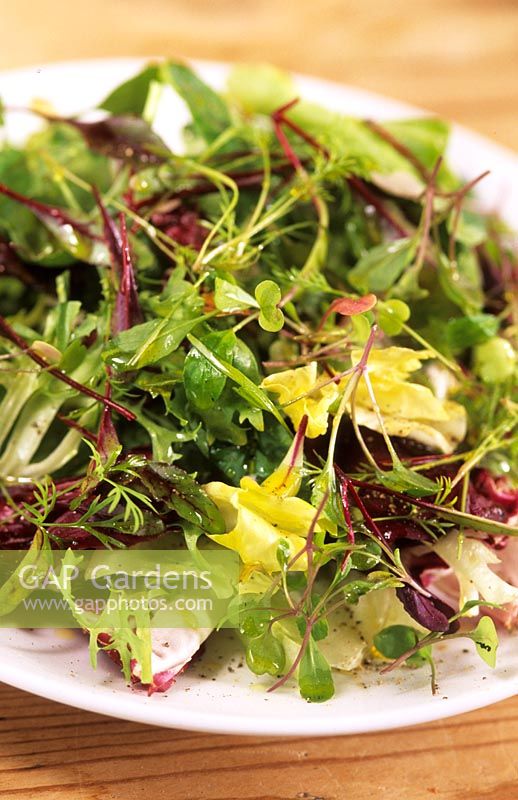 simple green lettuce salad using vegetable seedlings including Beet Radish Rocket Dill Swiss Chard Broccoli Spinach summer