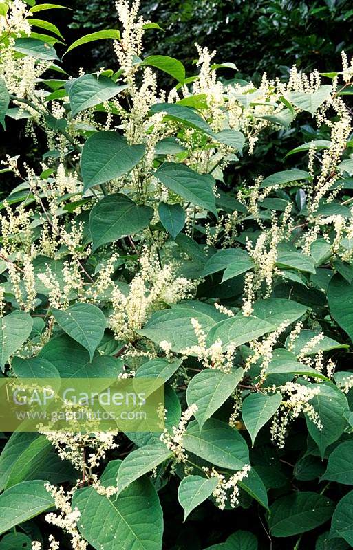 Japanese knotweed Fallopia japonica syn Polygonum cuspidatum Reynoutria japonica