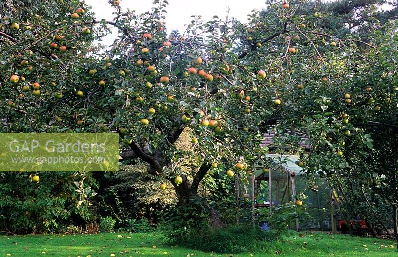 Tangmere Rd Chichester Sussex old Bramley Apple tree blown down and then regrown