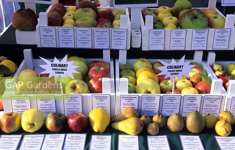 West Dean Sussex Apple day exhibition of Paul Barnett s fruit and trees