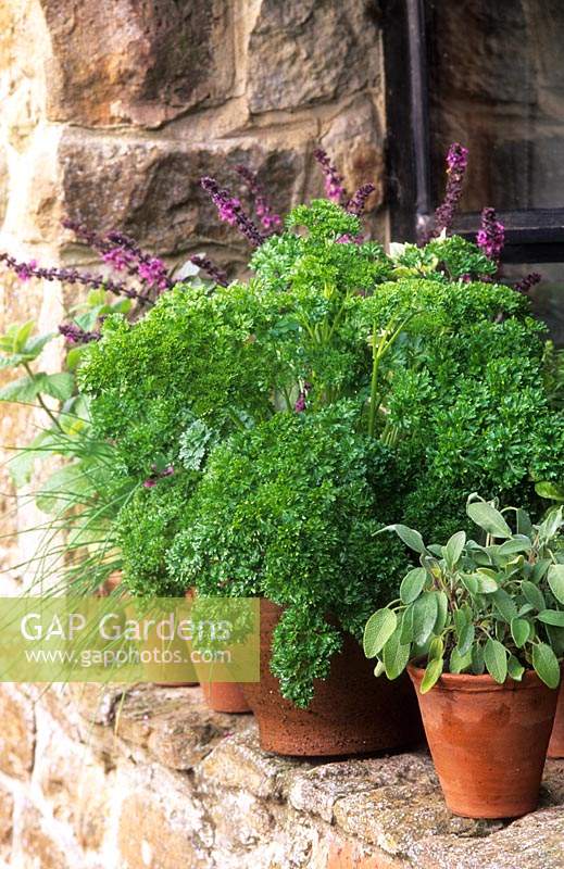 pot of curled parsley Petroselinum crispum var crispum and mixed herbs on windowsill