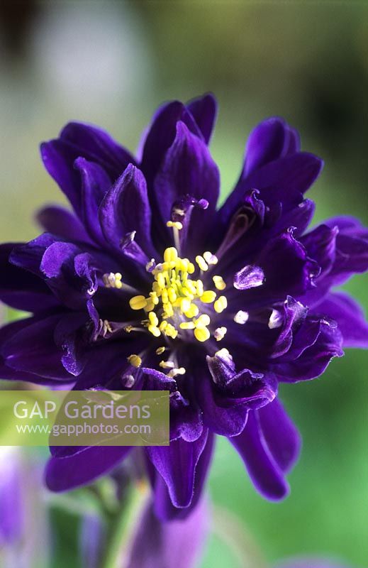 Granny s bonnet Columbine Aquilegia vulgaris Blue Barlow