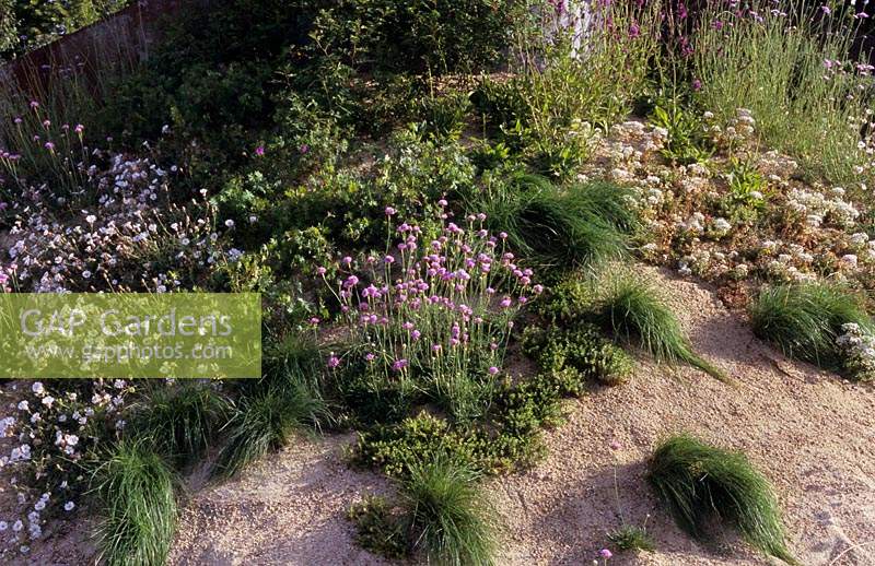 Hampton Court Palace Flower Show 2010 cornish wild flower sand dune garden plant combination