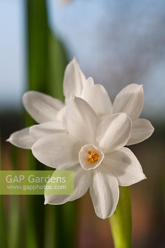 paperwhite daffodil Narcissus papyraceus recurvus Pheasant's Eye winter flower November white cream bulb scent fragrant house