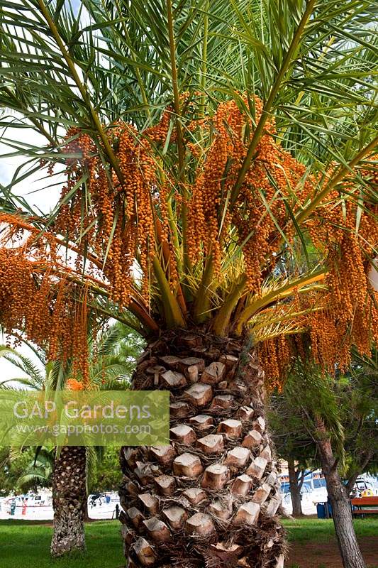 date palm. Phoenix dactylifera tall palm autumn fruit October fall Argolida Peleponese Greece edible kitchen garden plant