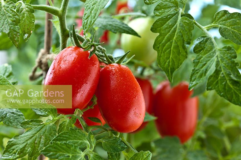 dwarf plum Tomato Roma summer fruit vegetable red ripe container home grown organic edible kitchen garden plant