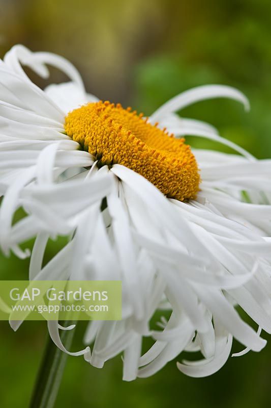 Leucanthemum x superbum Shasta Daisy Phyllis Smith summer flower perennial white yellow July garden plant