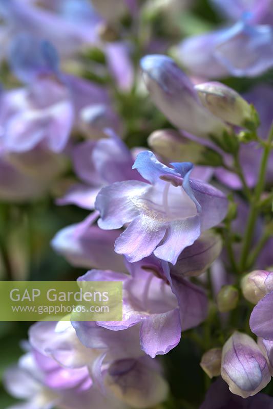 beardtongue Penstemon Penacolada Blue summer flower perennial June violet lilac garden plant