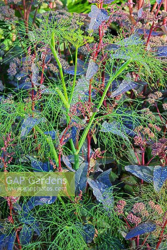 green fennel Foeniculum vulgare purpureum summer herb leaf foliage perennial July red orache garden plant combination