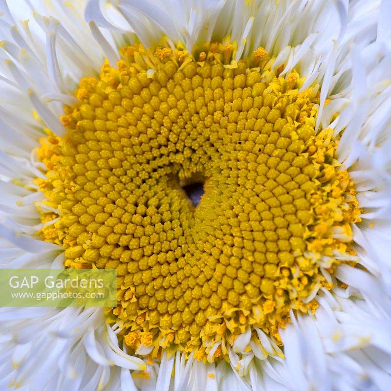 Leucanthemum x superbum Shasta Daisy Real Galaxy summer flower perennial white cream yellow July garden plant Fibonacci spiral