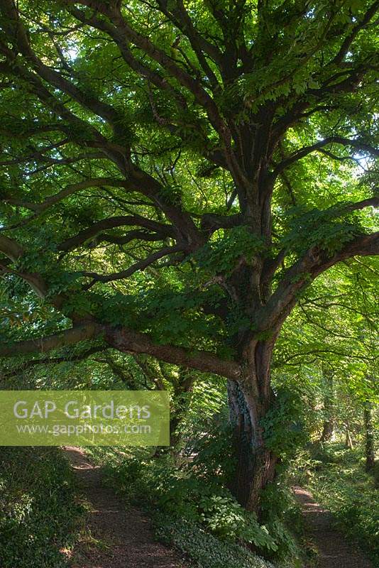 horse chestnut Aesculus hippocastanum summer leaf tall native tree conkers sticky buds green country footpath road large June