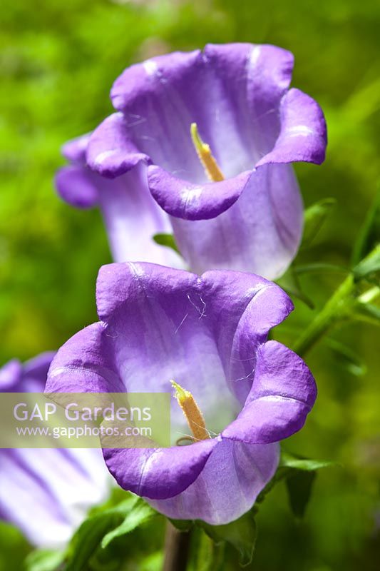 Campanula medium Canterbury Bells summer flower perennial may blue violet garden plant