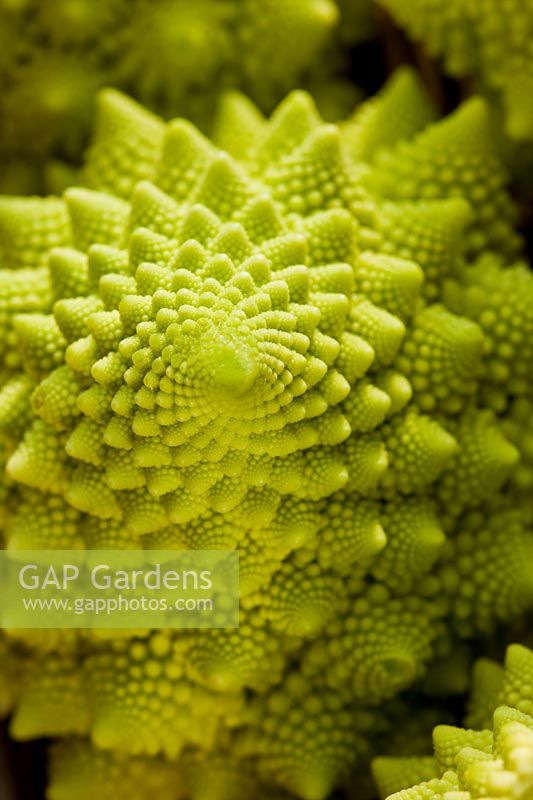 mini Cauliflower Romanesco unusual spiral fractal geometry winter spring vegetable crop home grown organic lime green edible