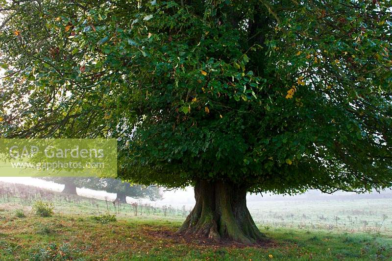 largeleaved lime Tillia x europaea tree Cowdray Park Sussex England autumn fall October leaf foliage green lower trunk revealed