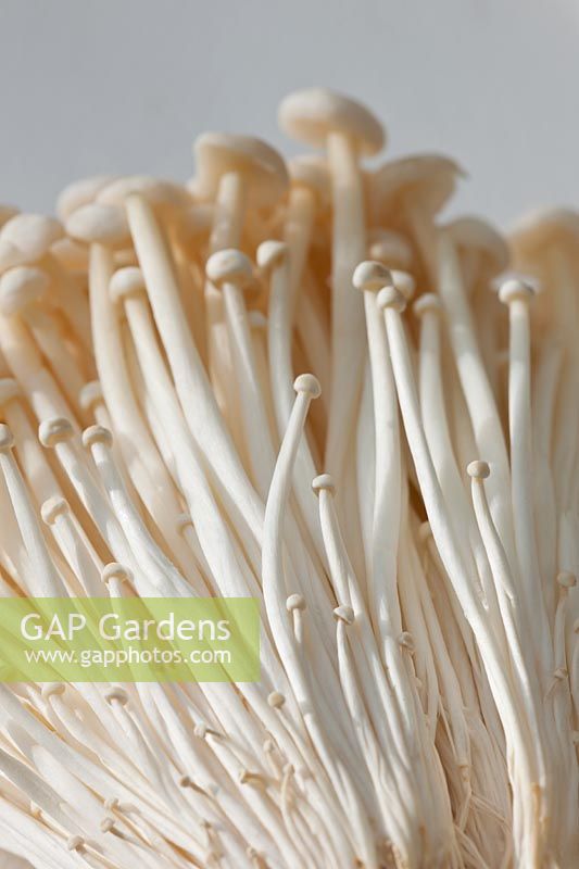 enoki winter mushrooms enokitaki Flammulina veluptipes home grown organic white edible kitchen garden plant