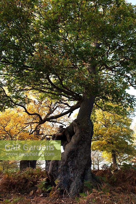 English oak trees Quercus robur ancient veteran deciduous autumn fall leaf foliage colour November yellow gold orange green
