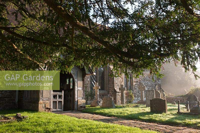 ancient yew tree Taxus bacata East Chiltington churchyard Sussex England summer September evergreen large old sacred Druid Druid