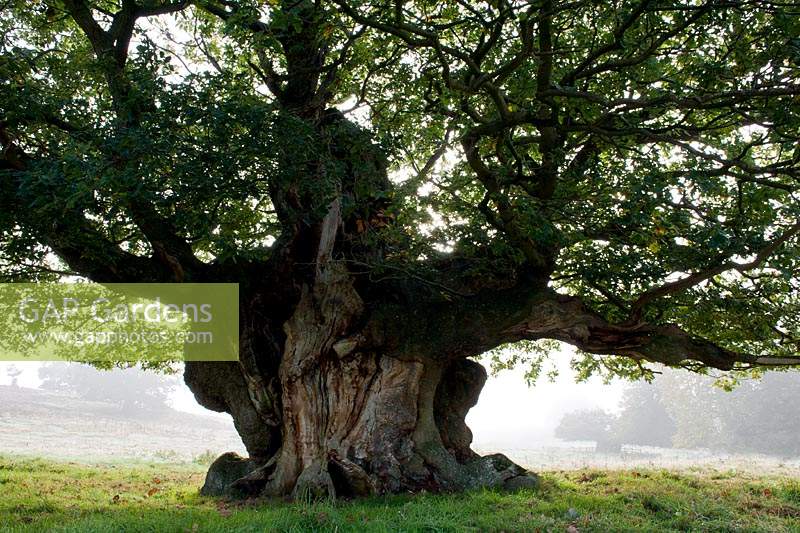 ancient sessile oak Quercus petraea pollarded tree Cowdray Park Sussex England autumn fall October leaf foliage green fallen