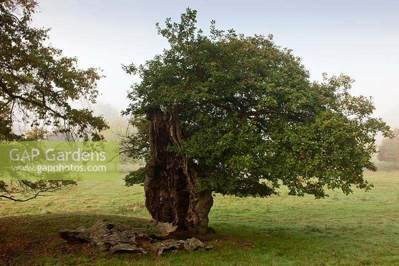 ancient sessile oak Quercus petraea pollarded tree Cowdray Park Sussex England autumn fall October leaf foliage green fallen