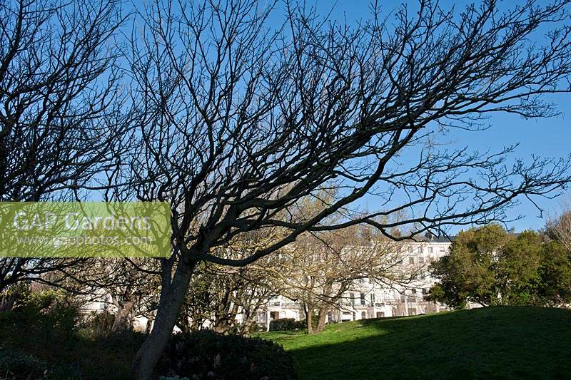 Adelaide Crescent public garden Brighton East Sussex United Kingdom wind swept formed European beech trees Fagus sylvatica