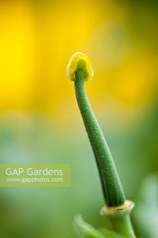 seed pod Glaucium flavum yellow hornpoppy horned poppy summer flower perennial June rain raindrops greay leaves foliage garden