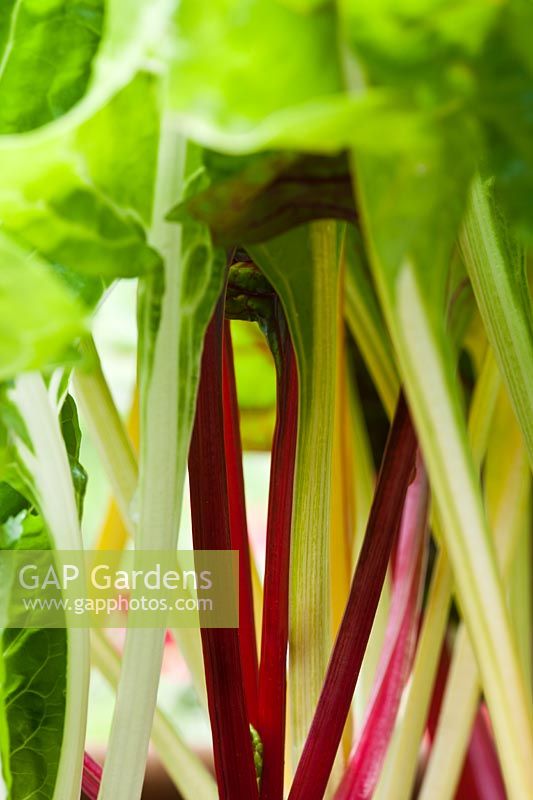 Rainbow Chard Swiss Beta vulgaris subspecies cicla leaf foliage vegetable summer home grown edible organic kitchen garden plant